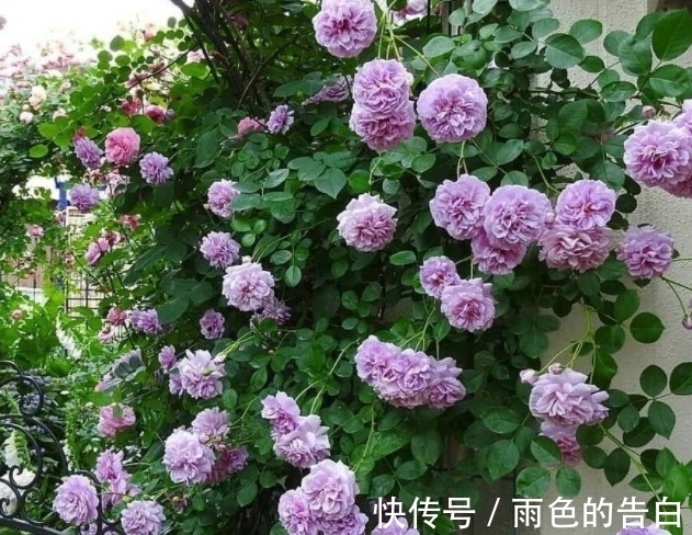 毛细根|月季半死不活的吗,整顿的机会到了