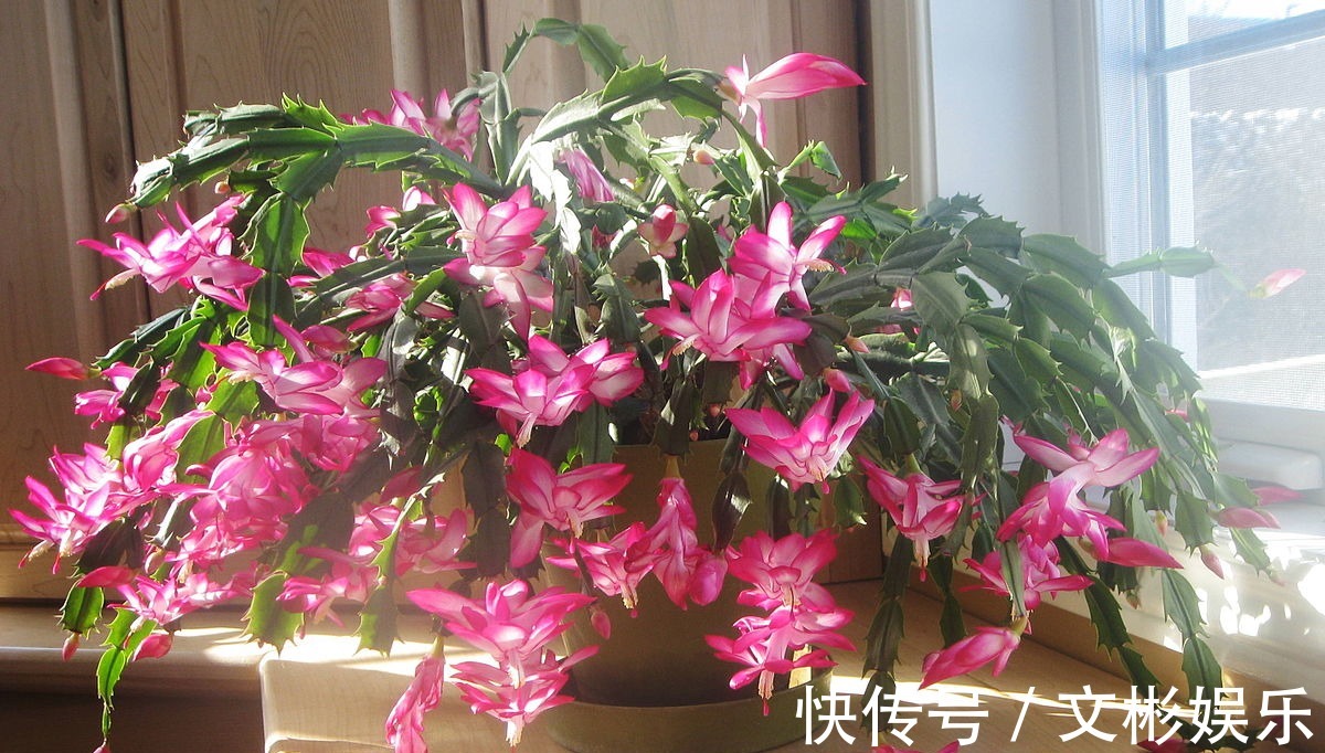 蟹爪兰开花有窍门,学会3个小招,花开不断,爆盆很简单!