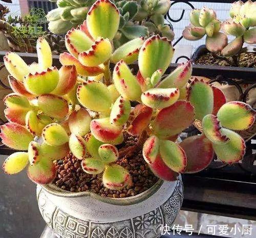 养多肉熊童子,做好4件事,养成小老桩,长出粉嘟嘟的熊爪爪!