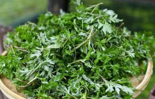 艾草的好处十分有名，好处都知道了，那么禁忌你知道多少呢？