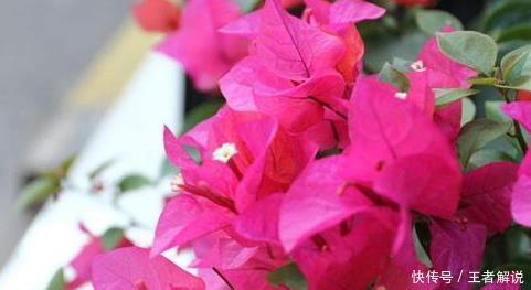 花草|3种“花”，6月“打顶”，剪上几刀，枝繁叶茂、花开繁盛！