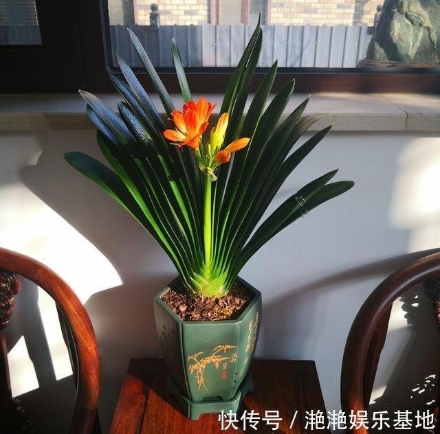 金边吊兰|11种“吉祥花”,“穷养”才养得好,用小盆少浇水,反而旺得很