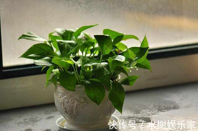 叶子|细数绿萝叶子发黄的五大原因,你是否中招了新手学到了