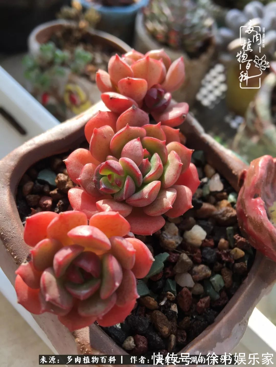 邂逅多肉，爱折腾的阳台党，总能收获简单纯粹的快乐！