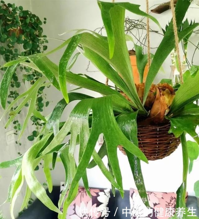 别养绿萝了,这20种耐阴植物,养在家里更合适!