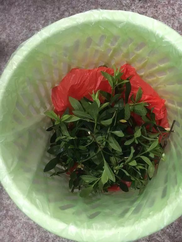 栀子月季，花还没开就发黑掉落，这些原因一看就懂！