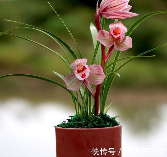 女儿红是荷瓣型兰花,其花色粉红可爱,让人深深感到着迷