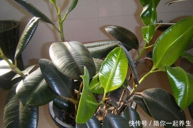 橡皮树长得那么慢，叶片开始没光泽，它爱吃的“零食”你喂了吗！