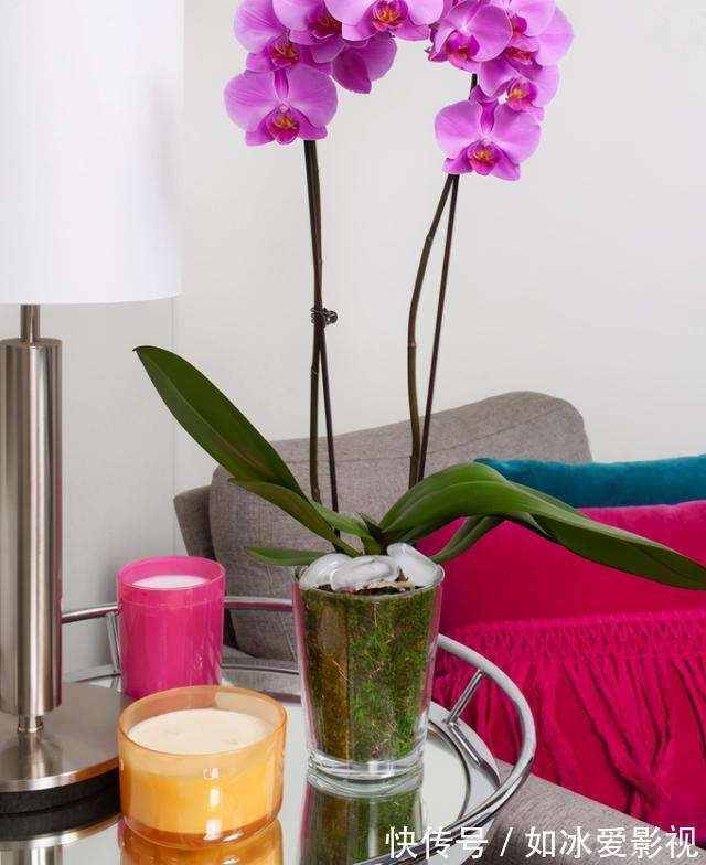 青苔|发现蝴蝶兰花谢后,第一时间该怎么处理才能让它年年开花?