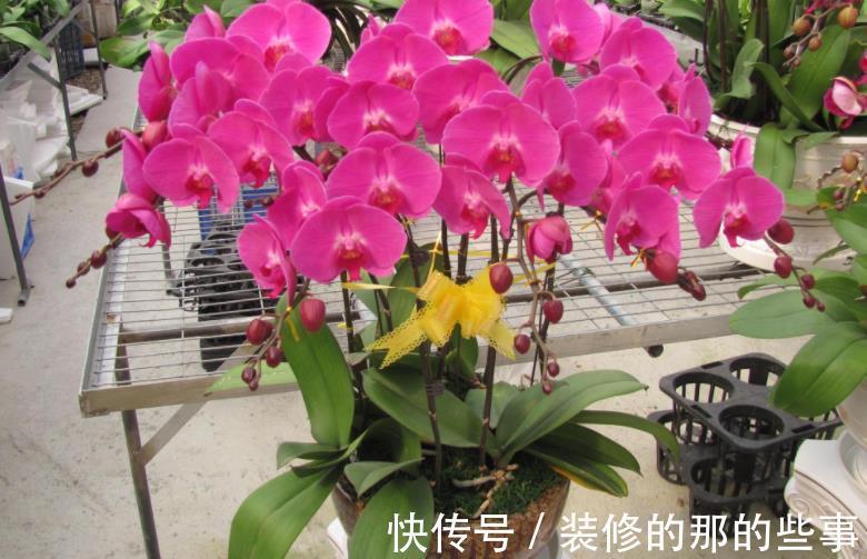 家庭盆栽蝴蝶兰 甭用土培了 不然一浇多水就烂根 粉紫色 家庭盆栽蝴蝶兰 甭用土培了 不然一浇多水就烂根 粉紫色