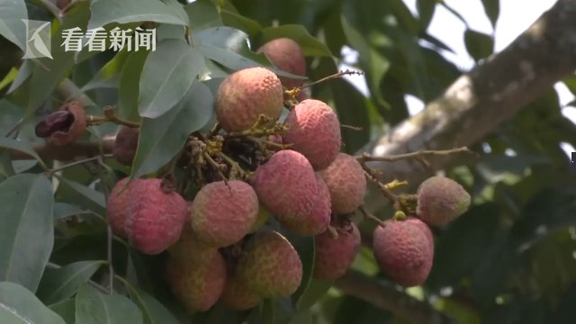 进食|小心！吃了1斤多荔枝后，女子头晕恶心进了医院