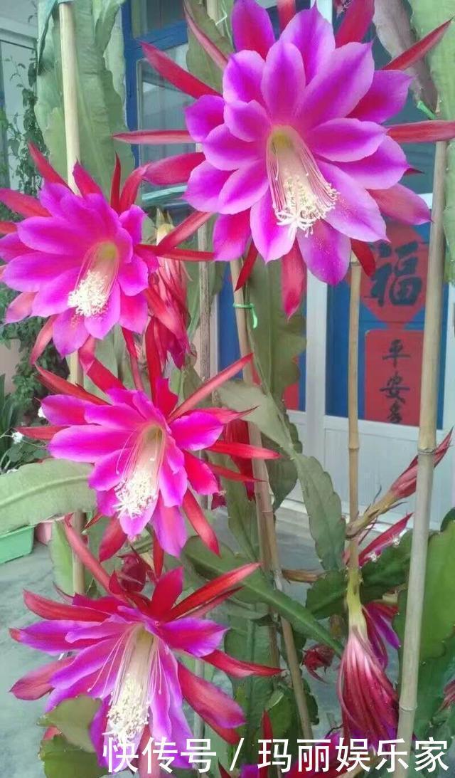 下头|一棵仙人掌,开出“大荷花”,插一根枝条,上头下头都“冒根”