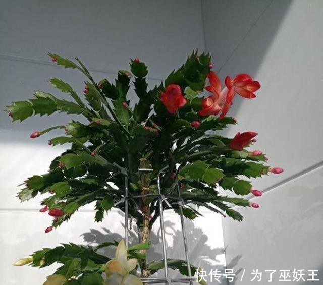 3种“便宜花”这样养一养,一年变“老桩”,开花千朵还“镇宅”