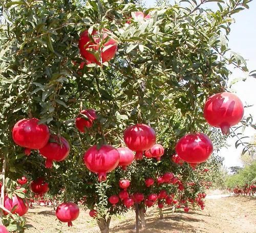 养花|古人最喜欢的8种“吉祥花”,养一盆日子越过越舒心