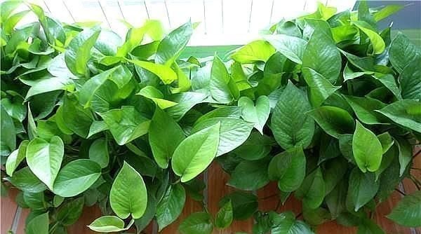 养花土“板结”，2种“水水”浇盆里，土壤疏松透气像“面包”