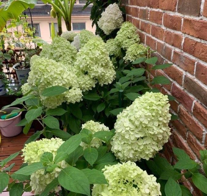 施肥|炎炎夏日,养花就养它,天天开花颜色很绝,美美哒