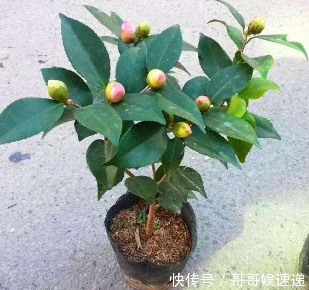 养殖茶花,盆栽里放上它们,保管枝叶繁茂长爆盆、嗖嗖窜花