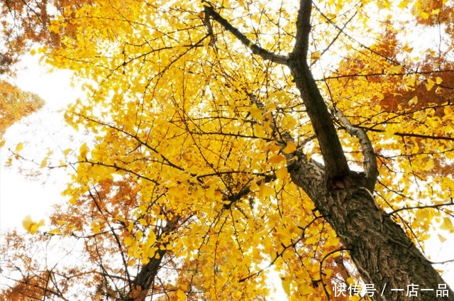 美景|「美景」东平国家森林公园迎来最佳赏叶季，错过还要等一年