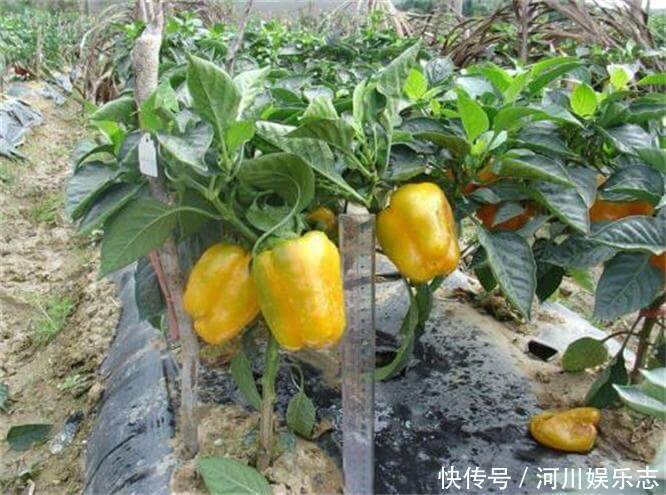 营养|人到中年想长寿,三种蔬菜要多吃,营养丰富,滋补身体,早吃早好