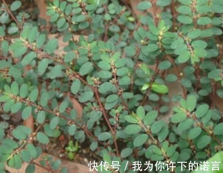 采摘|农村常见的奶草是“宝贝”，辨清不要与马齿苋混淆，误吃多了不好