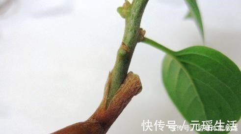 嫁接|一棵三角梅，想开出五颜六色的花，此“方法”最靠谱，2分钟学会！