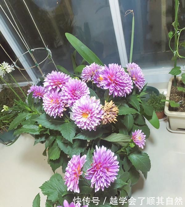 牡丹|此花是世界名花,美丽不输牡丹,开花勤快,养护简单,是盆栽佳品
