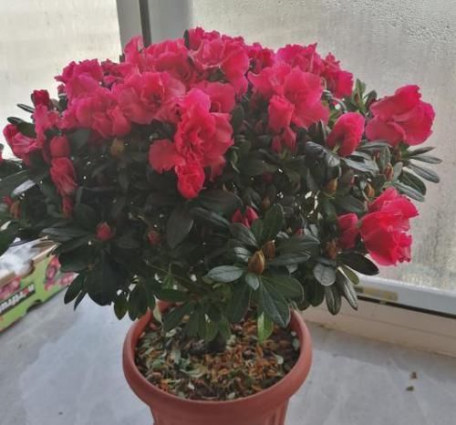  养不活|花市买花擦亮眼，碰到4种花不能买，因为根本养不活