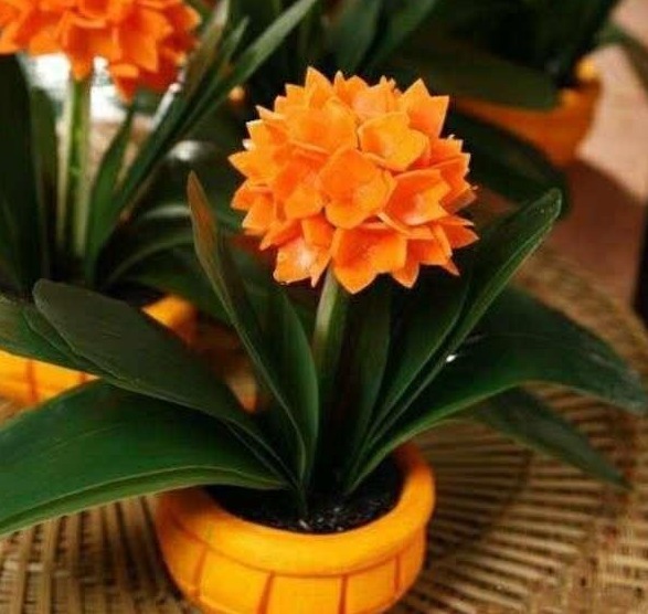 君子兰“夹箭”好解决,简单3步,花箭蹭蹭窜出来!