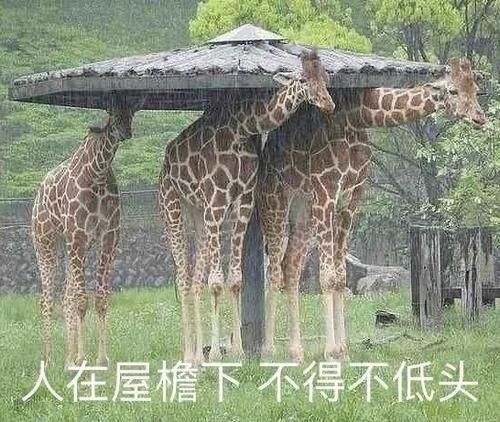 彩妆｜当初爱它到不行，如今一说就来气？