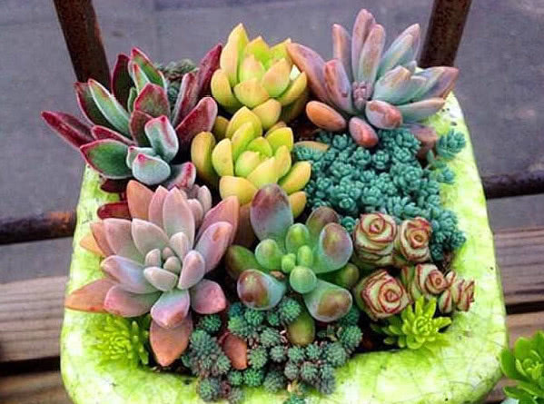 养“多肉”牢记4点，不烂根、不烂叶，叶肥枝壮，越长越旺！