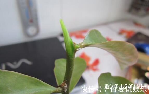 嫁接|仙人球还能嫁接在叶仙上,没见过吧,其实挺简单的