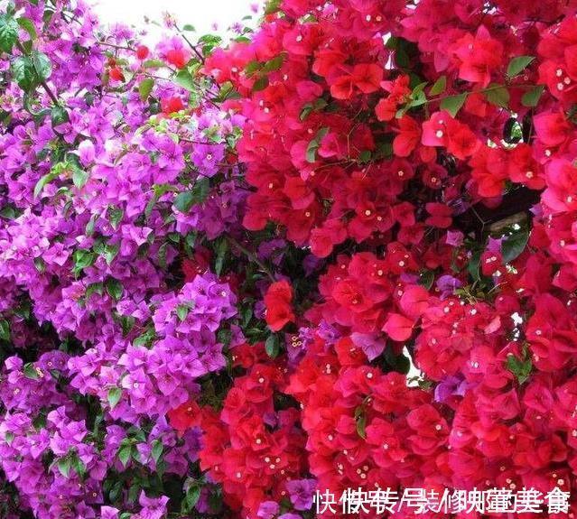 生长|有露台就种这三种花,生长速度快,遮阳好养漂亮,花儿开成瀑布