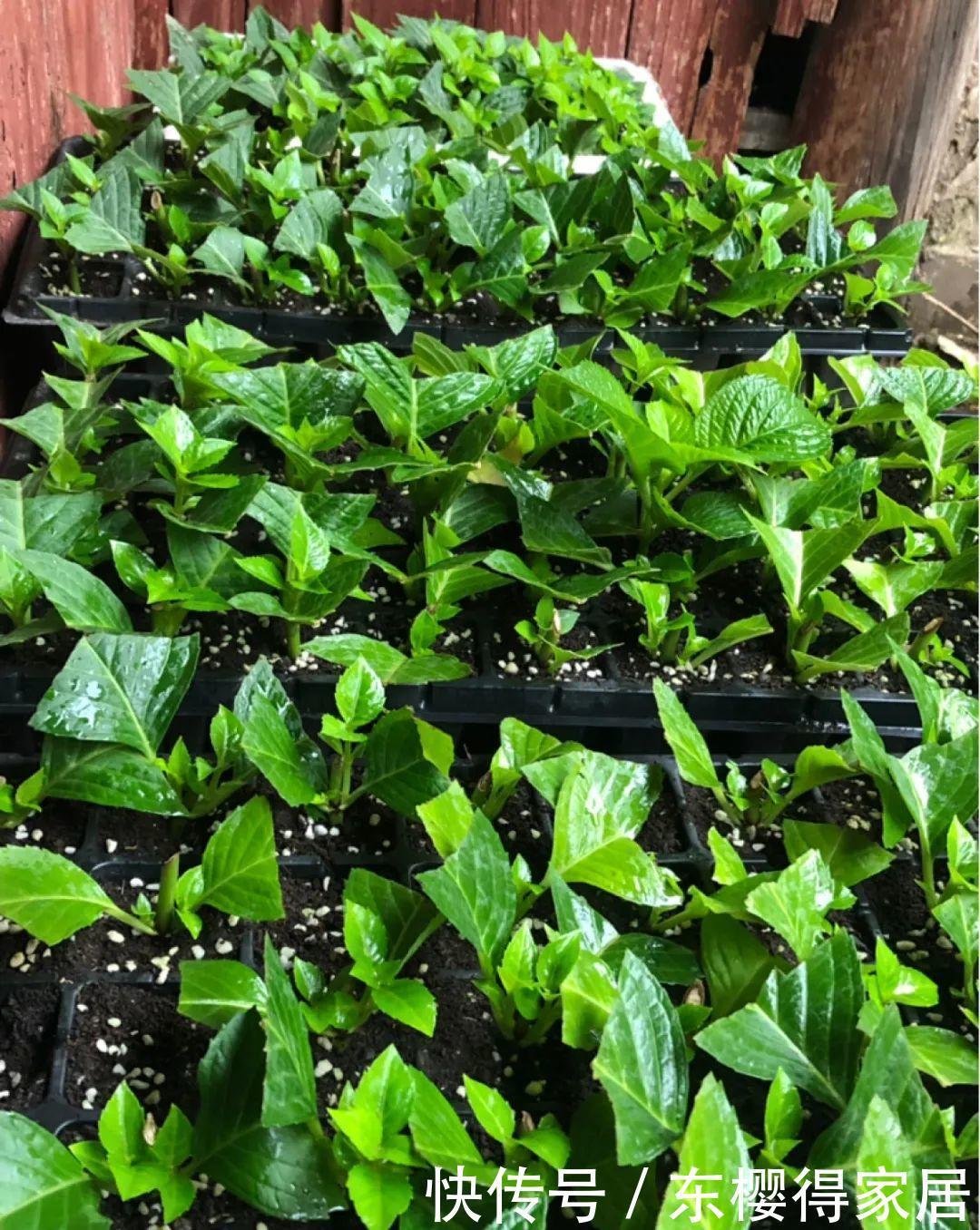 品种|6月份扦插,选好合适的植物品种,沾土、泡水都能活