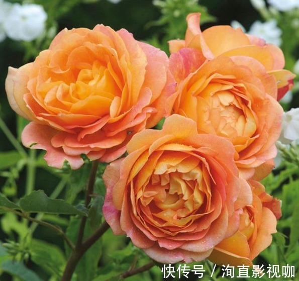 夏洛特|“玫瑰珍品”仲夏,热情如火,花色艳丽,可以说是养花必备