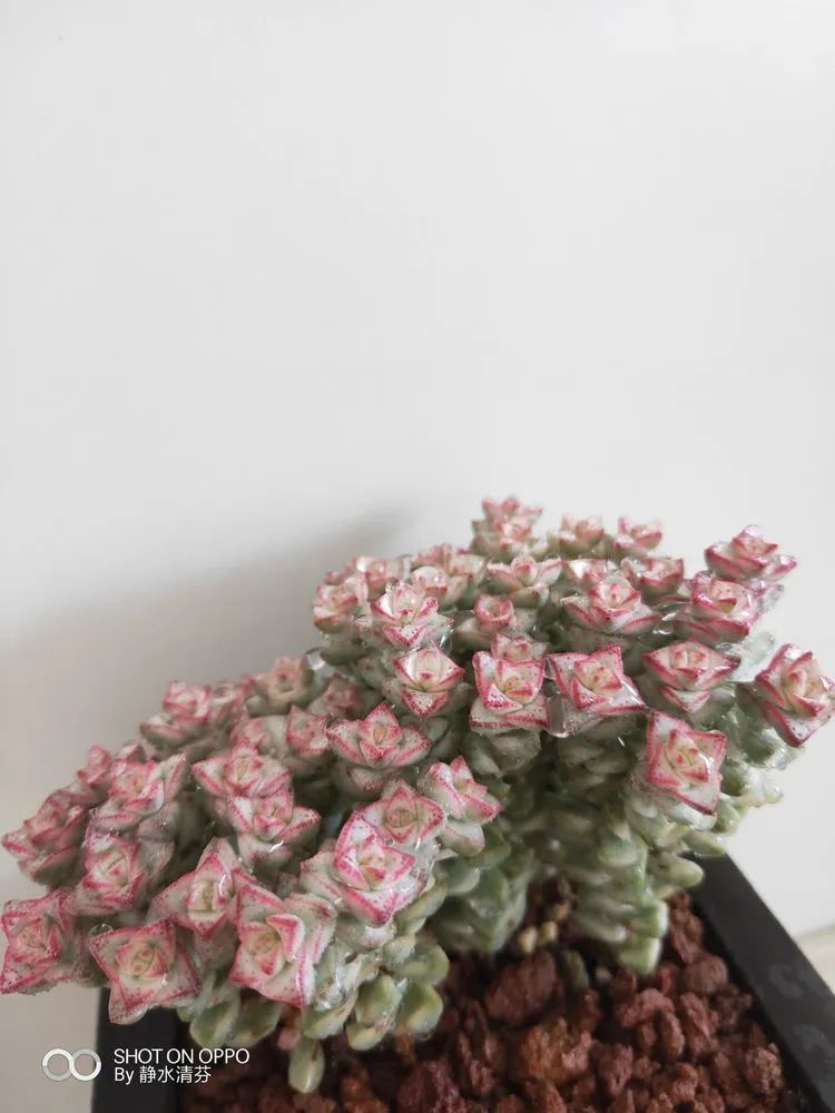 状态一般的多肉们,在我这儿已经是最美的存在了!