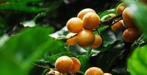 人到中年常吃3种食物，降压减脂，排毒清肠，增强抵抗力