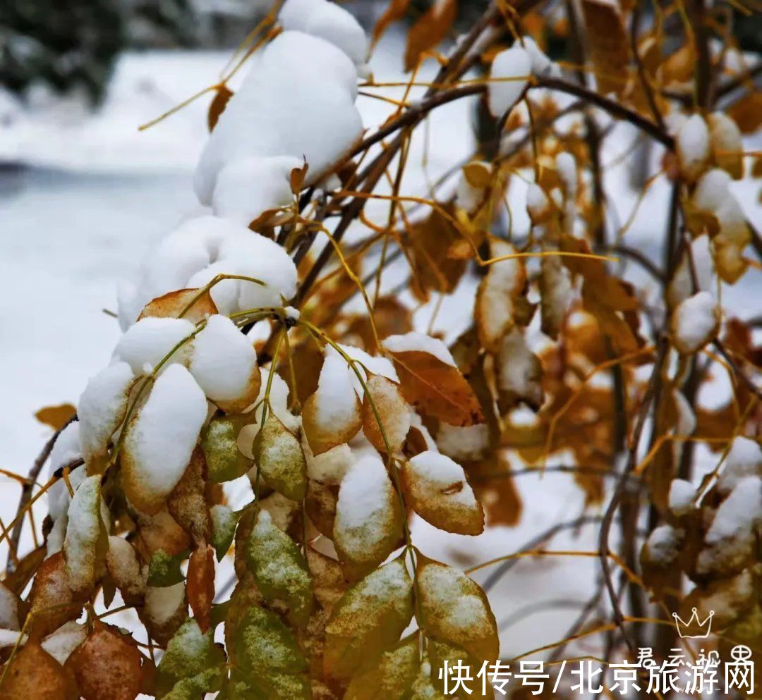 白雪世界|雪色与秋色荟萃出自然之美！