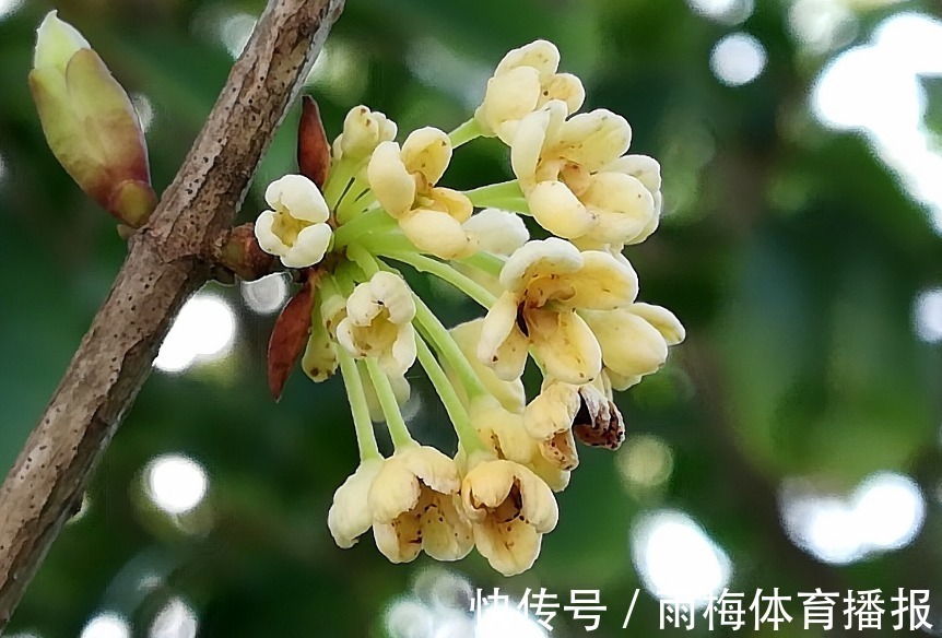 崇高&此花散发出一股股沁人心脾的香气,令人神清气爽,代表崇高和忠诚