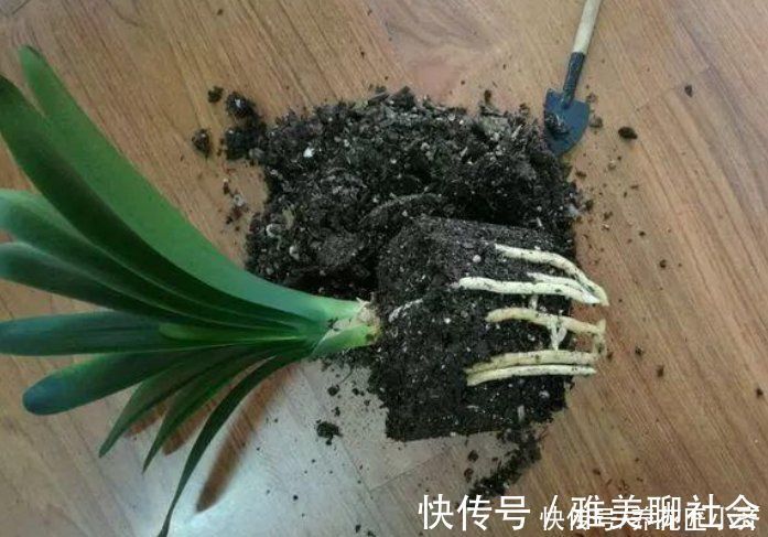 叶片|君子兰叶子残缺长“疤”,平时管住手,做好3点,养出“大扇面”