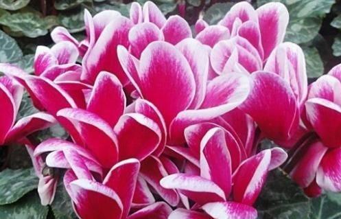 农历十一月大雪过后,养什么花?家里养3种花,福临小院阖家幸福