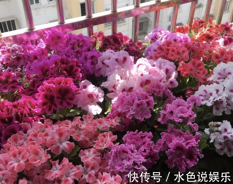此3种花,颜值高、开花旺,轻松开成“大花球”,养花人都喜欢