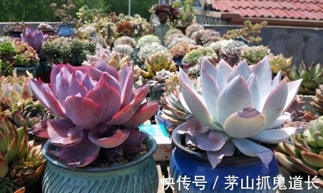 懒招|懒人养多肉,学会用“懒招”,不用怕烂根,长得快,状态还很好