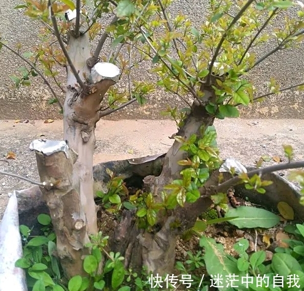 修剪|雀梅被誉为“镇宅树”，春夏养长得比冬日快1倍，制成盆景超值