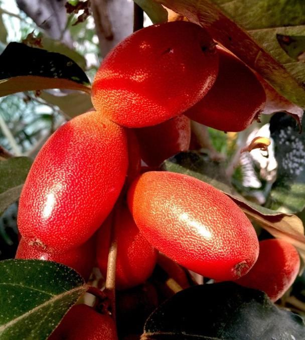  花卉|重视这种植物，你不吃亏，它用途广泛价值也高