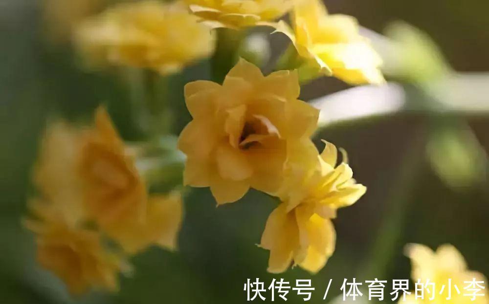 长寿花这样伺候，健康又长寿，开完一茬又一茬