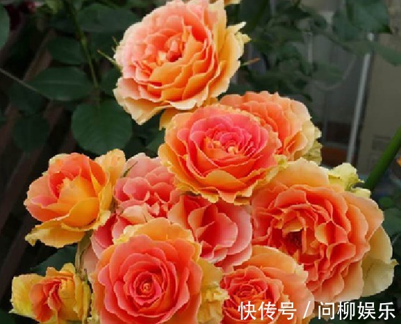 菊花|喜欢菊花，那就养“精品玫瑰”铜管乐队，似黄鹤衔珠，光彩夺目