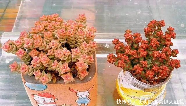 浇水|春天养多肉小米星,做好“3个多”,1个月长爆盆,花朵清新漂亮