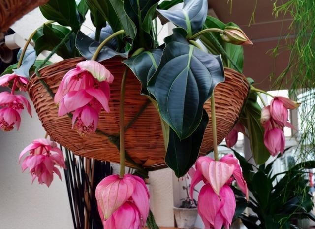 15种耐阴花,室内光照不足,照样花开不断!