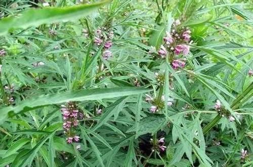 重症监护室|不熟悉的野菜不要碰，挖野菜住进了ICU,都是野生天麻惹的祸！