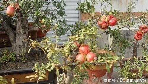 修剪|不值钱的“小树苗”,养几年越来越有“富贵气”,1盆上万元!